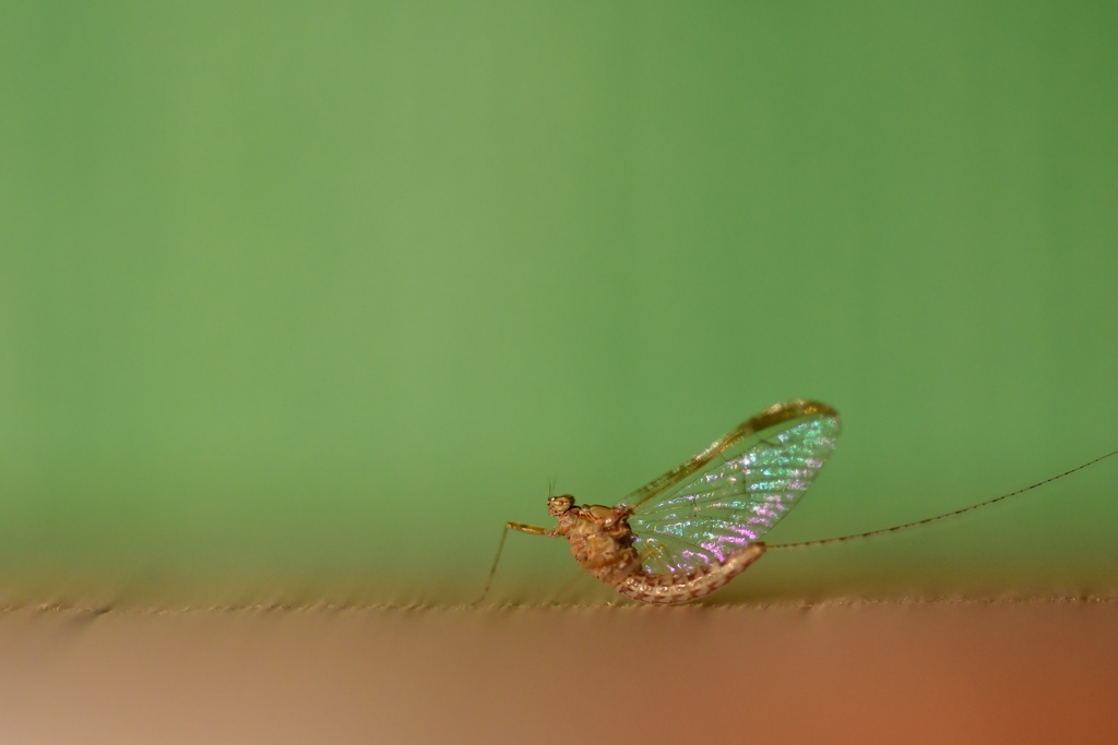Macro/DSC_0978.JPG