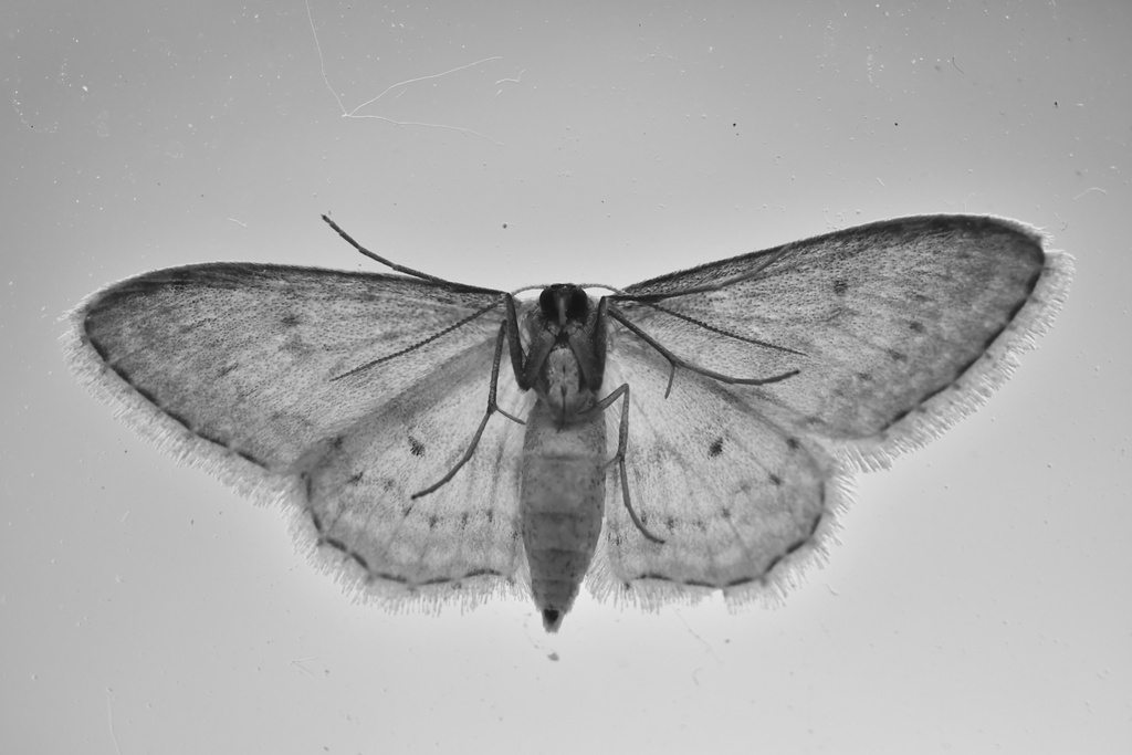 Macro/DSC_1307.JPG