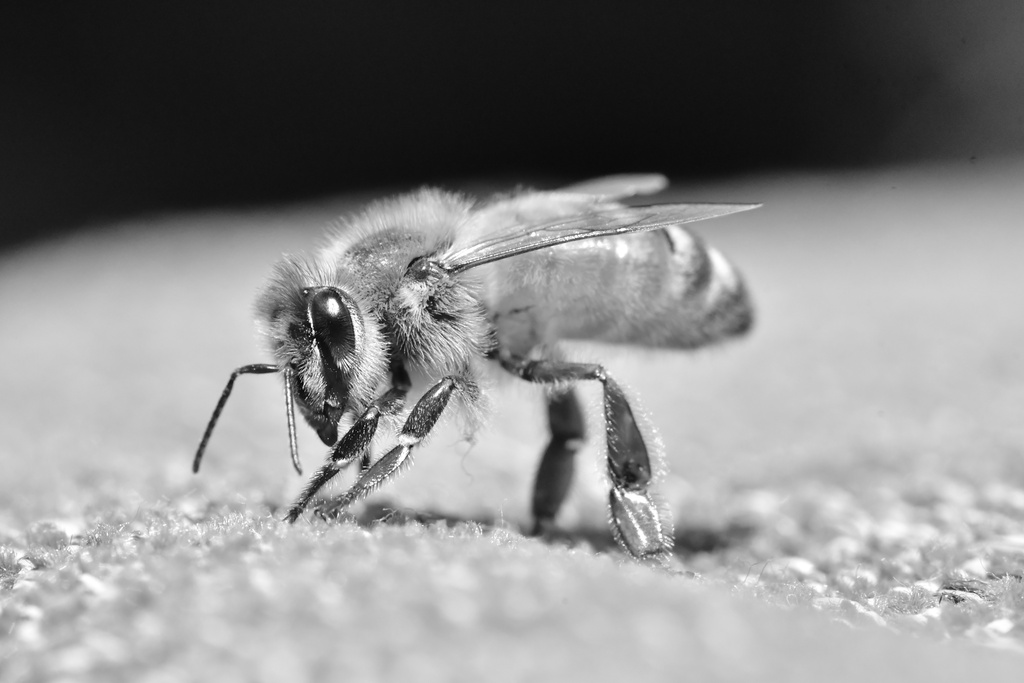 Macro/DSC_1308.JPG