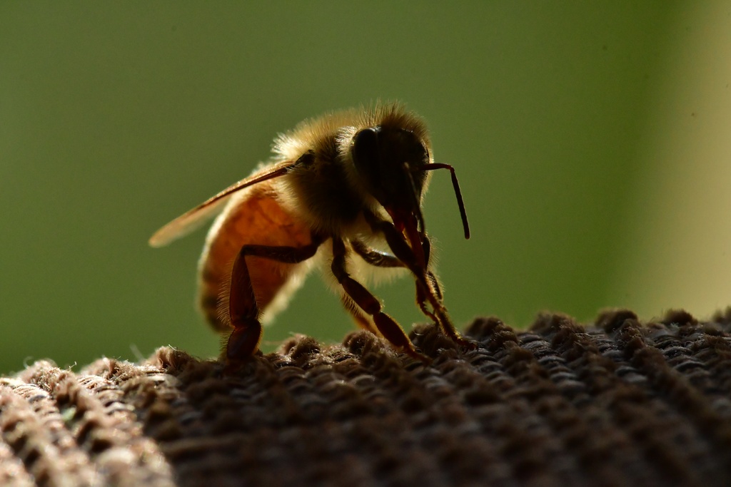 Macro/DSC_1317.JPG