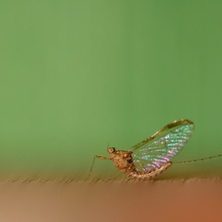 Macro/DSC_0978.JPG
