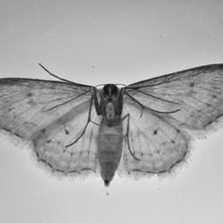 Macro/DSC_1307.JPG