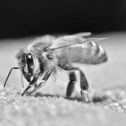 Macro/DSC_1308.JPG
