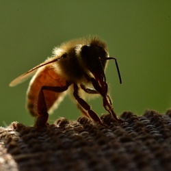 Macro/DSC_1317.JPG